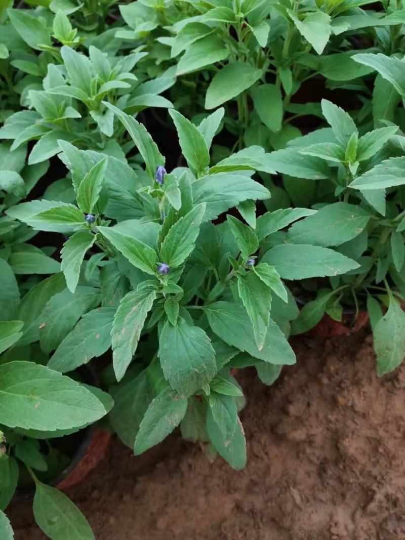 地被鼠尾草蓝花鼠尾草基地直销山东供应各种地被绿化苗木