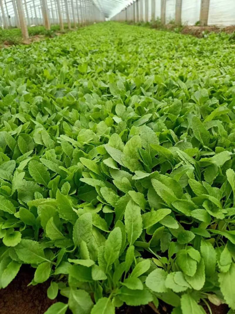 地被鼠尾草蓝花鼠尾草基地直销山东供应各种地被绿化苗木