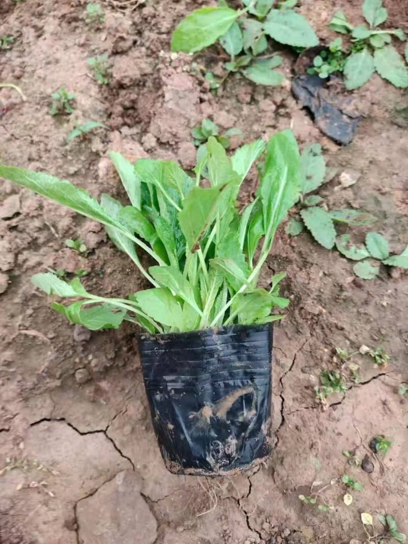 地被鼠尾草蓝花鼠尾草基地直销山东供应各种地被绿化苗木