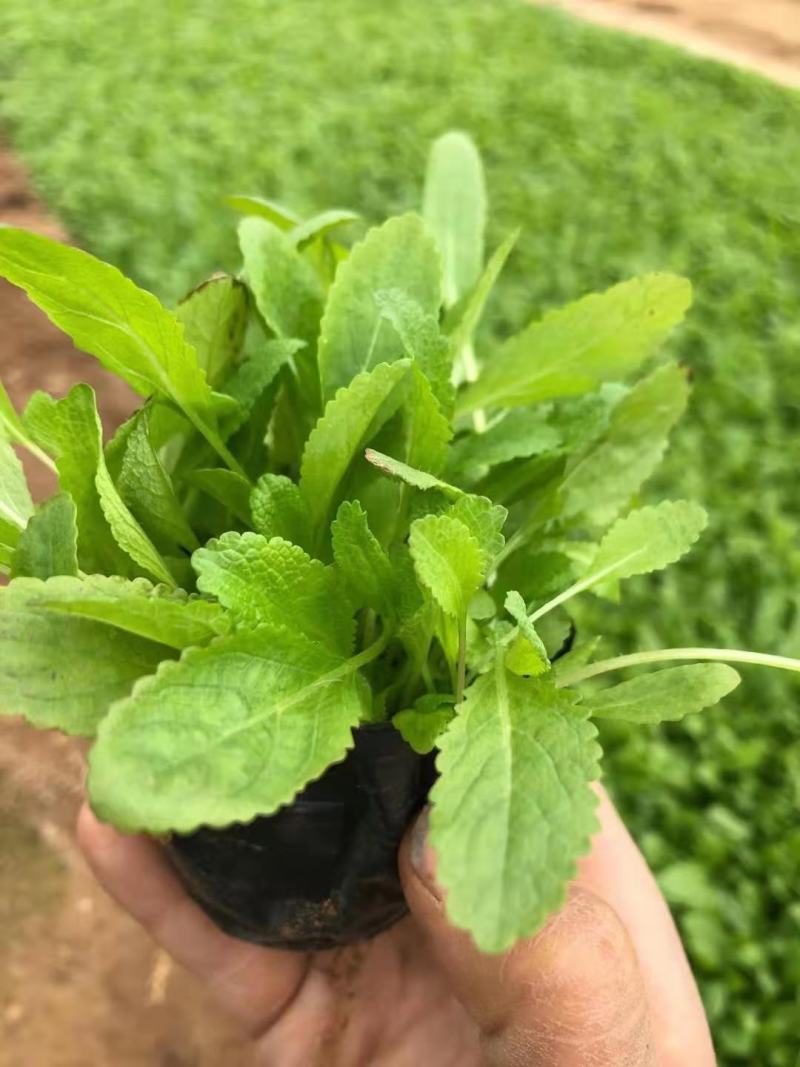 地被鼠尾草蓝花鼠尾草基地直销山东供应各种地被绿化苗木
