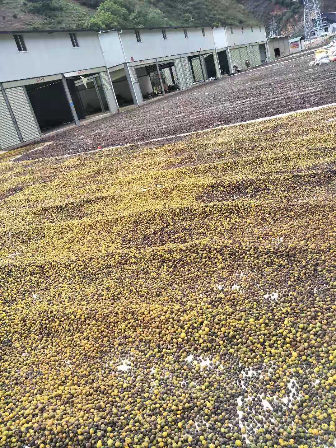 云南蜜橘落地果干果柑橘落地果批发代收代办帮找车