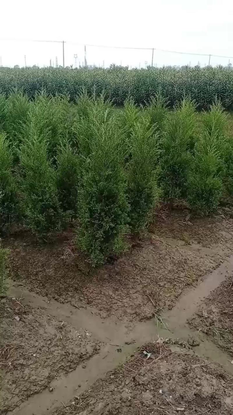 【桧柏】浙江萧山绿化苗基地货源/规格多样/量大从优