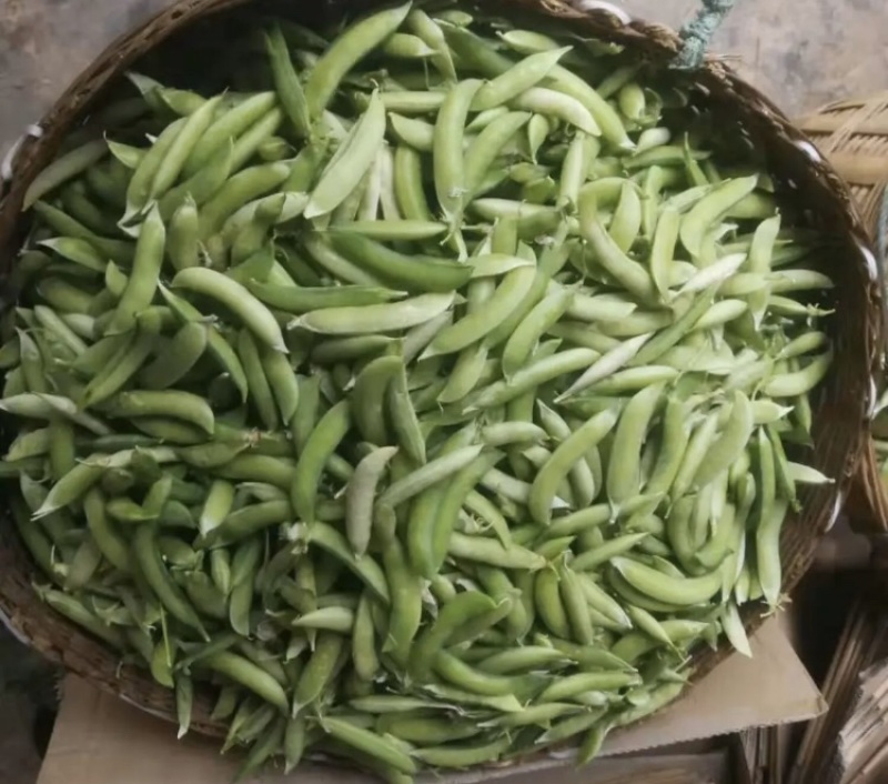 金堂新鲜豌豆荚，白豌豆
