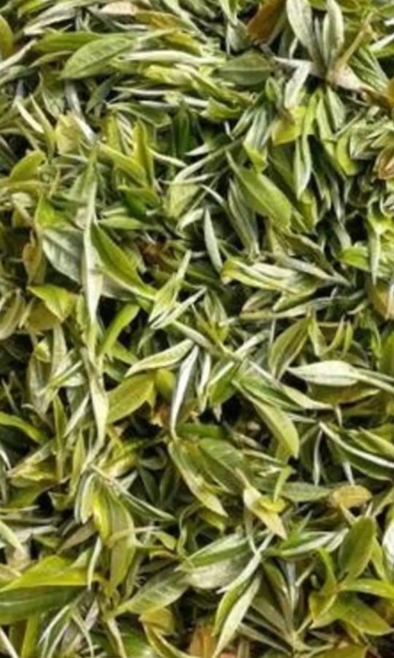 英德高山环保明前绿茶，10起批发价。欢迎各老板下单