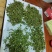 英德高山环保明前绿茶，10起批发价。欢迎各老板下单