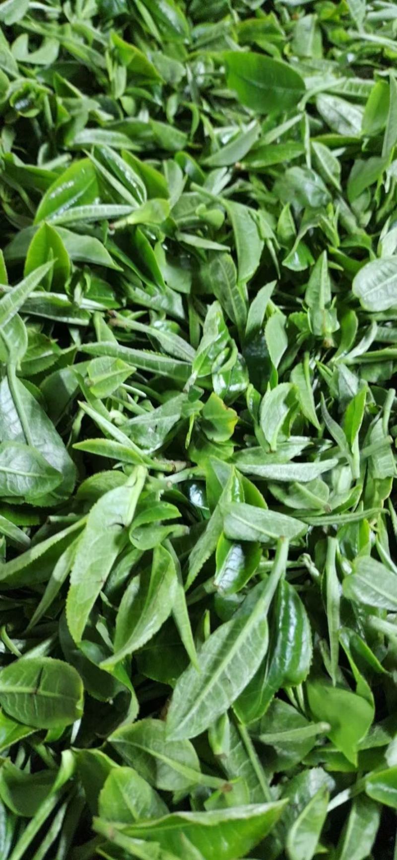 英德高山环保明前绿茶，10起批发价。欢迎各老板下单