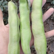 大青蚕豆特色蚕豆大量上市欢迎来电