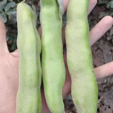大青蚕豆特色蚕豆大量上市欢迎来电
