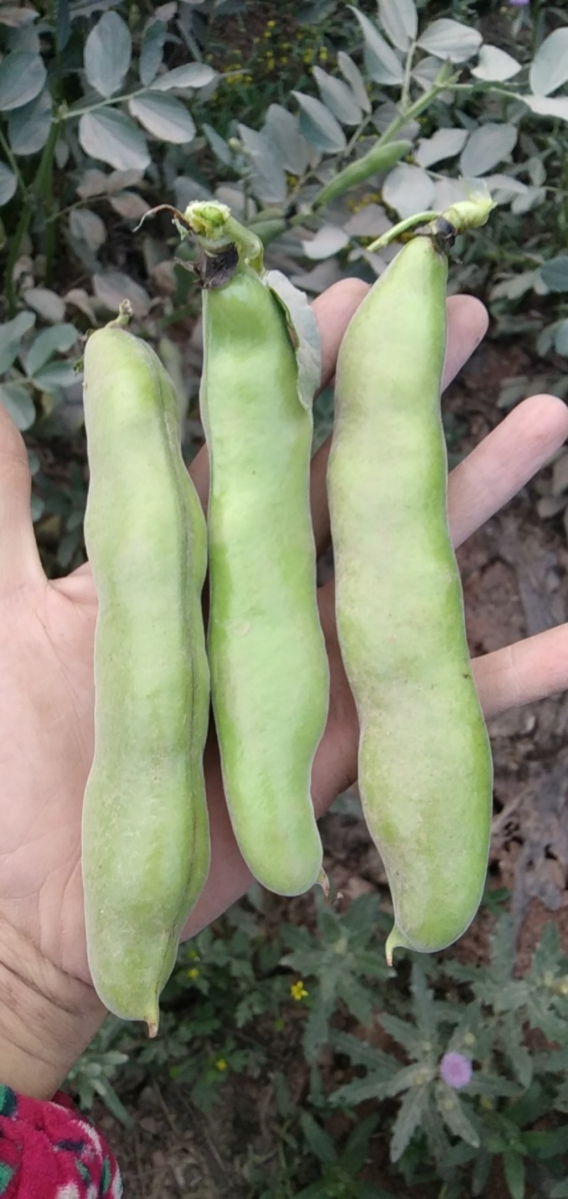 大青蚕豆特色蚕豆大量上市欢迎来电