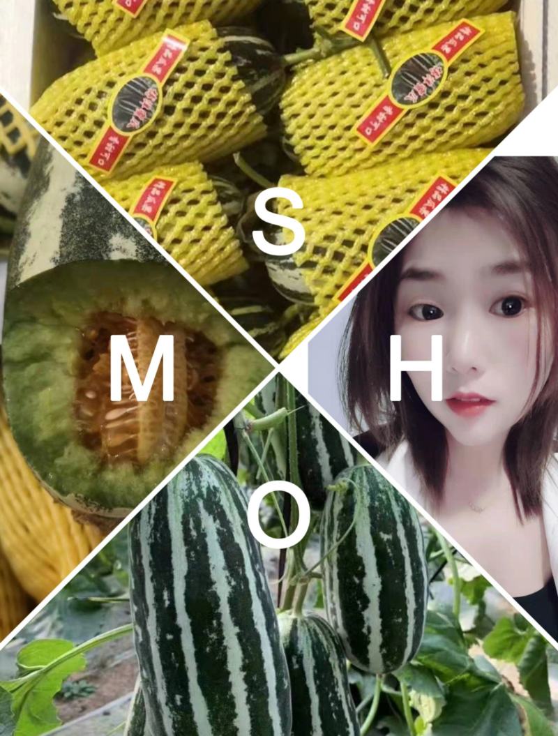 博洋甜瓜博洋9.61山东甜瓜皮薄肉脆产地货源价格