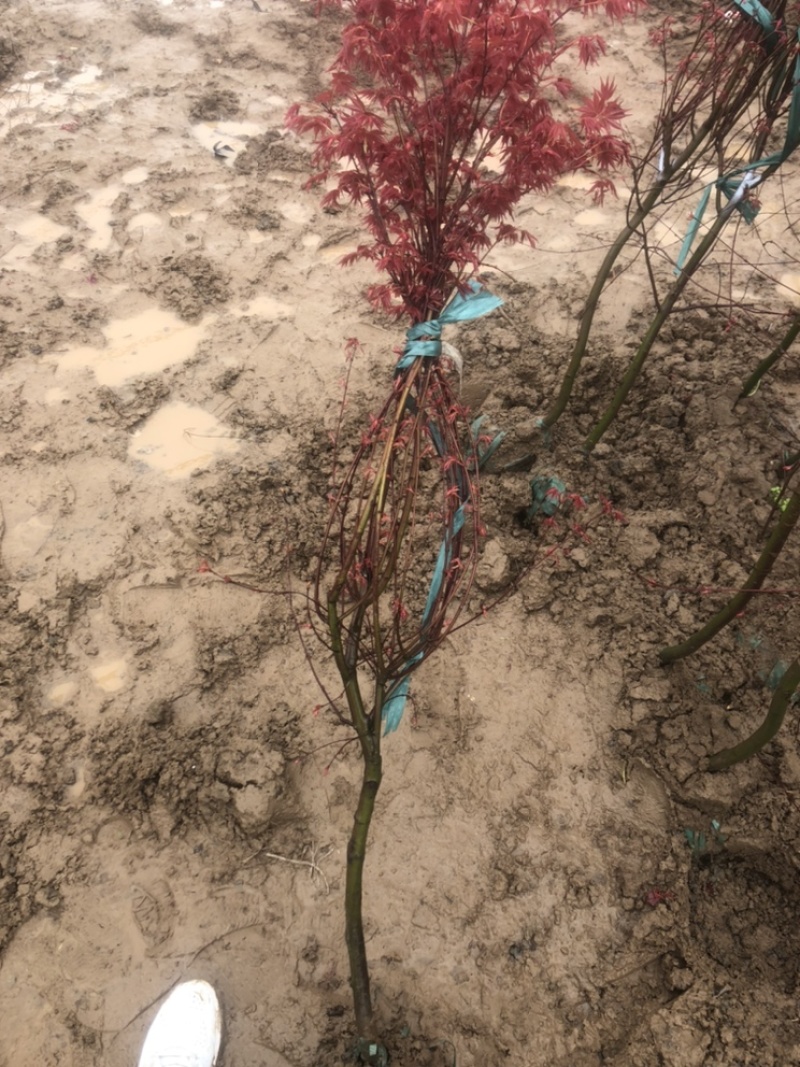 红枫(红舞姬)绿化苗，包品种，包活，货源充足，品质保障