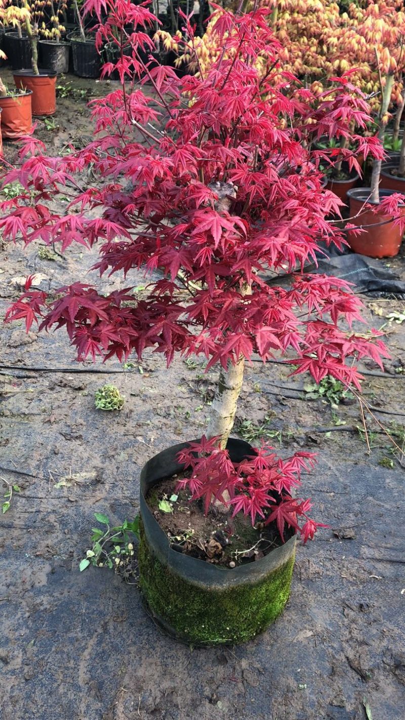 红枫(红舞姬)绿化苗，包品种，包活，货源充足，品质保障