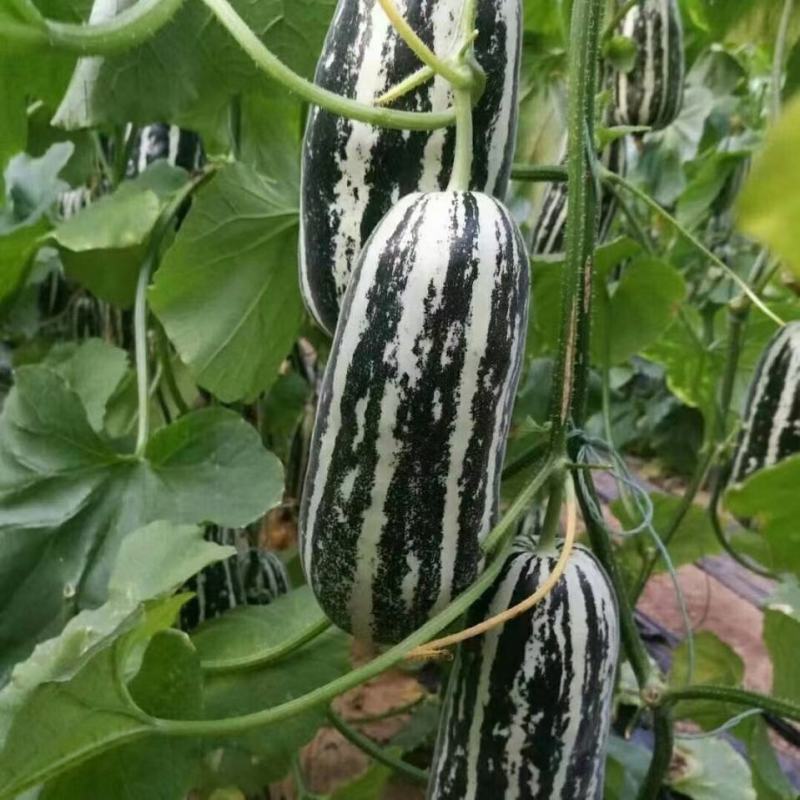 博洋甜瓜博洋9.61山东甜瓜皮薄肉脆产地货源价格