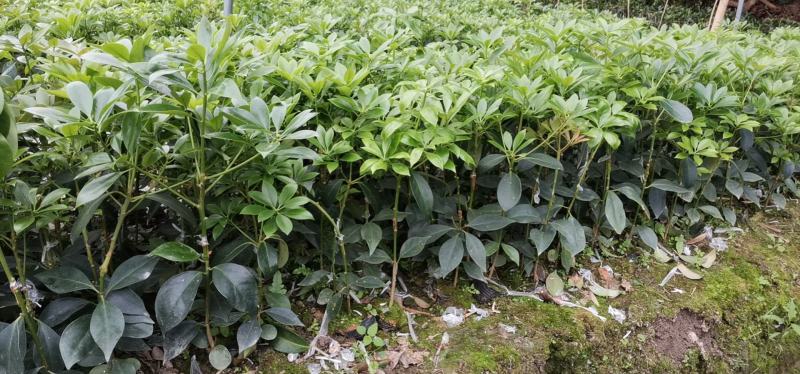 广西大红八角嫁接苗杯苗优质实生苗裸根优质实生苗杯苗