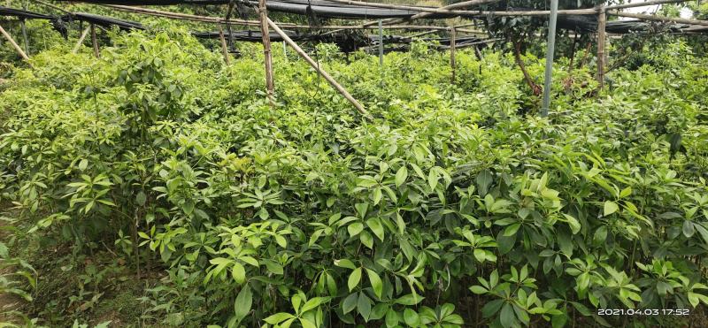 广西大红八角嫁接苗杯苗优质实生苗裸根优质实生苗杯苗