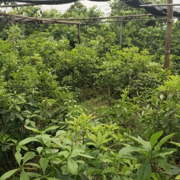 广西大红八角嫁接苗杯苗优质实生苗裸根优质实生苗杯苗
