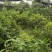 广西大红八角嫁接苗杯苗优质实生苗裸根优质实生苗杯苗