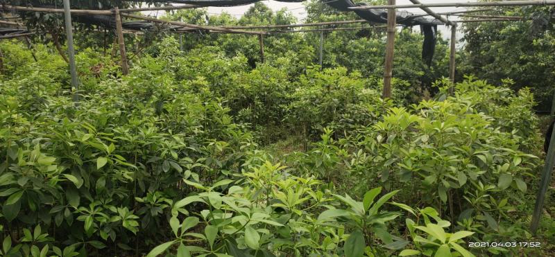 广西大红八角嫁接苗杯苗优质实生苗裸根优质实生苗杯苗