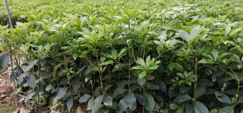 广西大红八角嫁接苗杯苗优质实生苗裸根优质实生苗杯苗