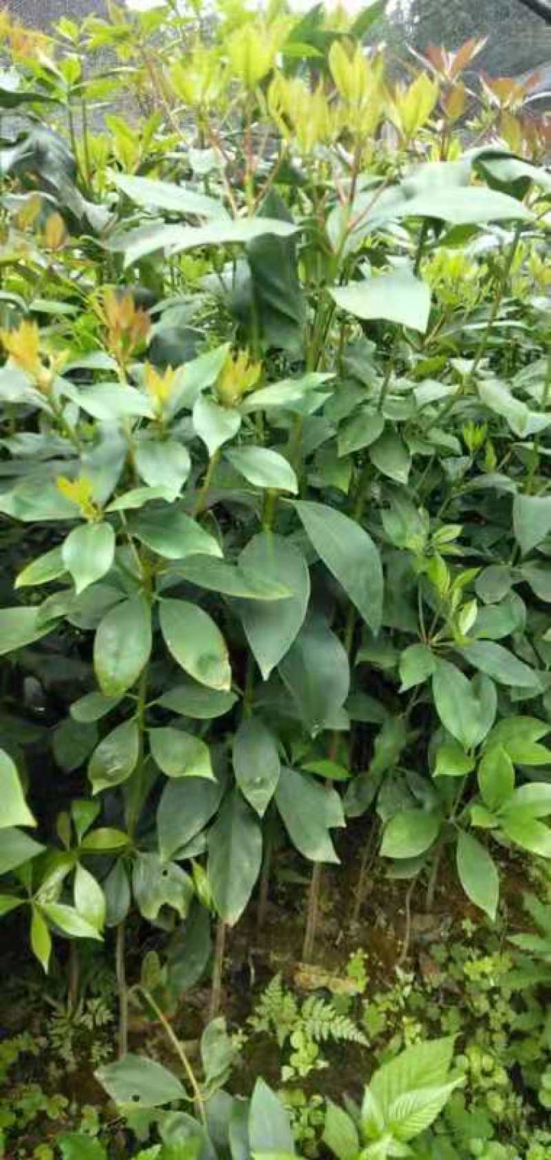 广西大红八角嫁接苗杯苗优质实生苗裸根优质实生苗杯苗