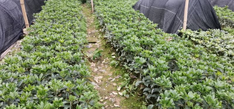 广西大红八角嫁接苗杯苗优质实生苗裸根优质实生苗杯苗