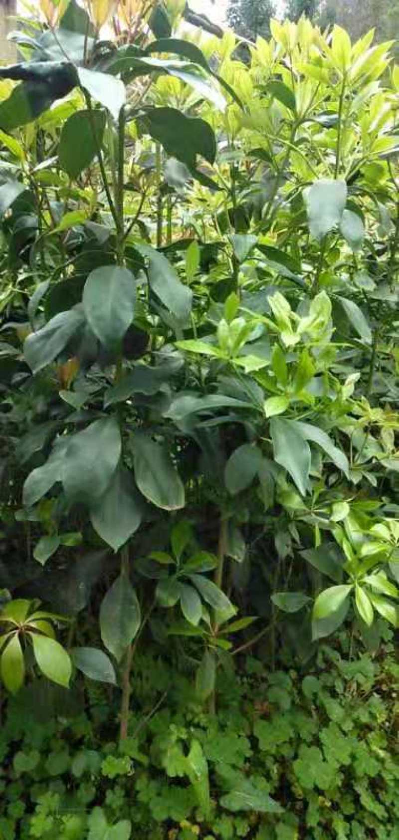 广西大红八角嫁接苗杯苗优质实生苗裸根优质实生苗杯苗