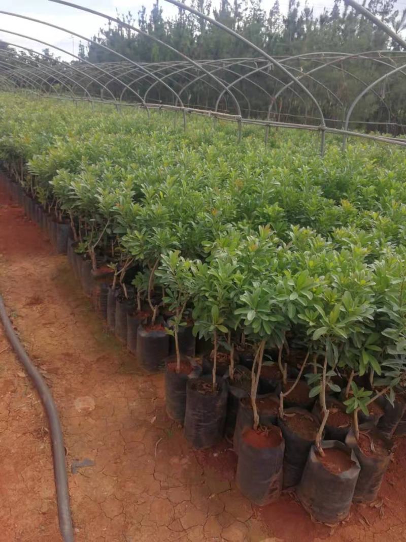 杨梅树苗东魁杨梅苗荸荠杨梅苗品质保证