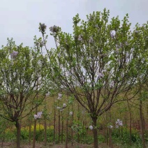 丁香树紫丁香树黄金丁香树暴马丁香树品种全
