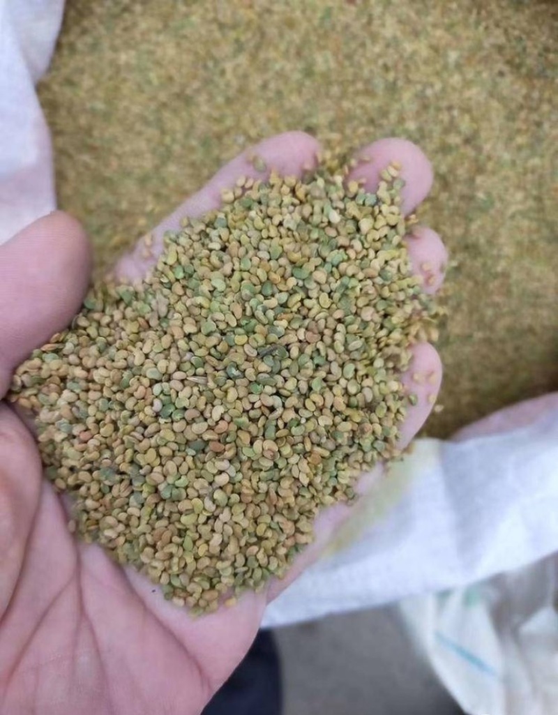 野生精品红芪种子，发芽率95%以上，质量保证
