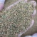 野生精品红芪种子，发芽率95%以上，质量保证