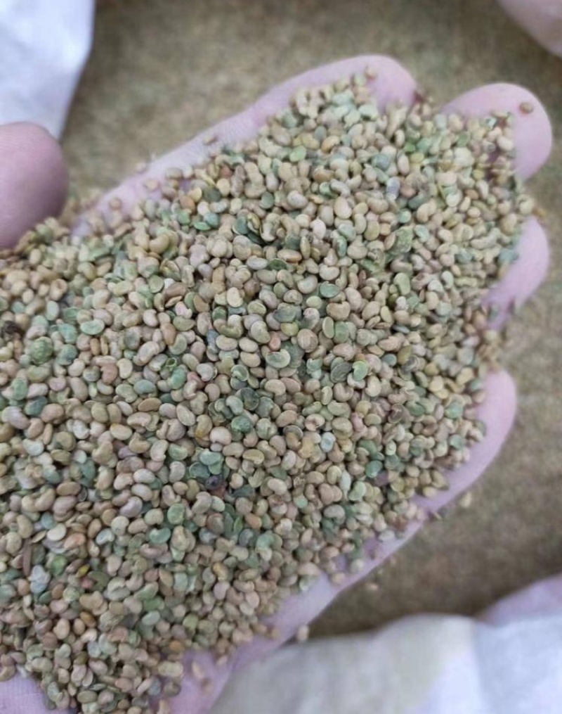 野生精品红芪种子，发芽率95%以上，质量保证