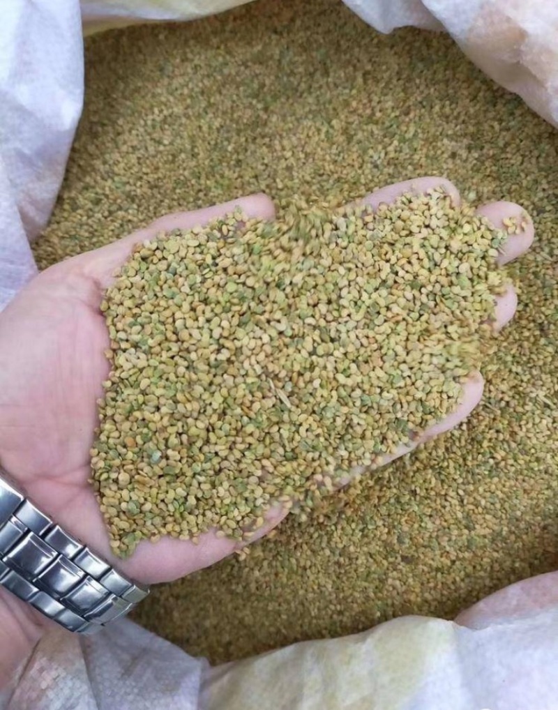 野生精品红芪种子，发芽率95%以上，质量保证