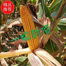 双穗，晋单78玉米种子高产抗旱矮杆硬质不秃尖大棒马牙