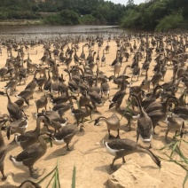 肉鹅马冈黑鹅黑脚鹅仔鹅地销鹅8斤半左右生鲜鹅肉