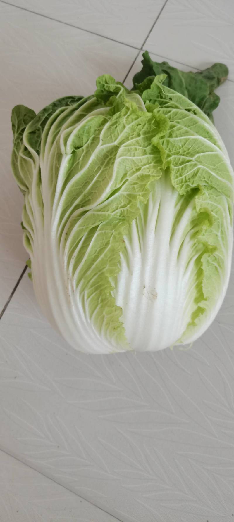 精品大白菜，现货地里出来就卖的