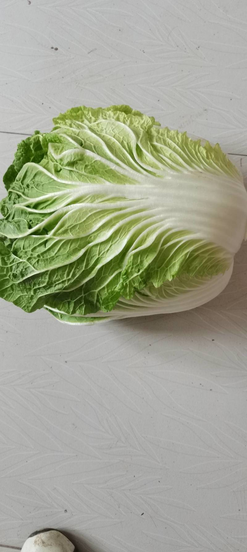 精品大白菜，现货地里出来就卖的