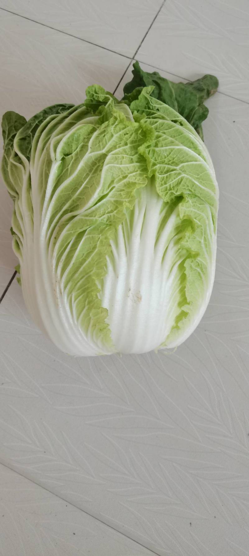 精品大白菜，现货地里出来就卖的