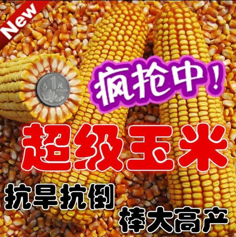 华玉518超矮高穗位75公分红轴马牙玉米种子高产抗旱矮杆