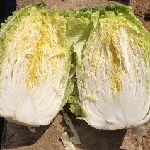 黄心大白菜，云南山地菜，受雨露之詹养，吸天地之精华