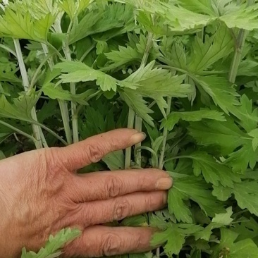 南阳大别山食用盆栽艾苗艾种子种殖合作社全程免费技术指导