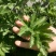 南阳大别山食用盆栽艾苗艾种子种殖合作社全程免费技术指导