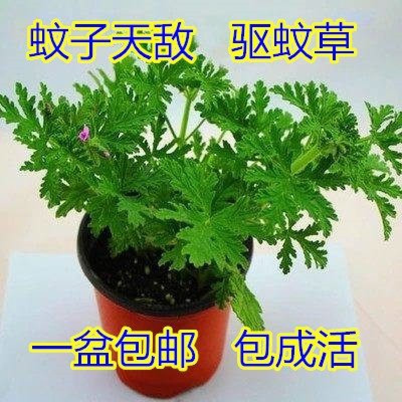 南阳大别山食用盆栽艾苗艾种子种殖合作社全程免费技术指导
