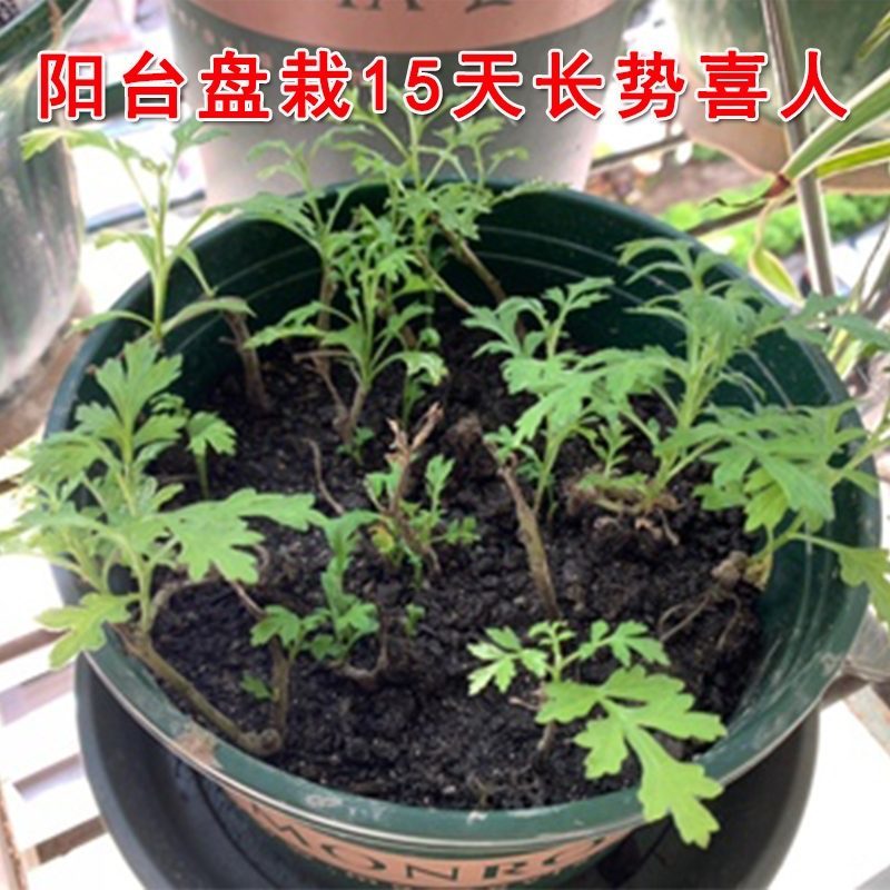 南阳大别山食用盆栽艾苗艾种子种殖合作社全程免费技术指导