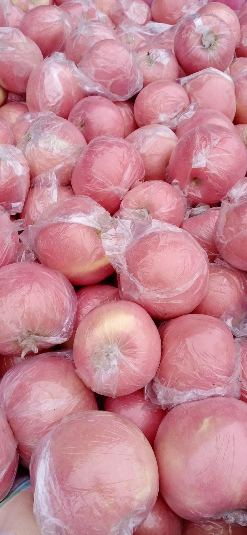 山西省运城市万荣县冰糖心红富士苹果，羊奶苹果全年大量供货