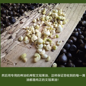 文冠果油文冠果种子