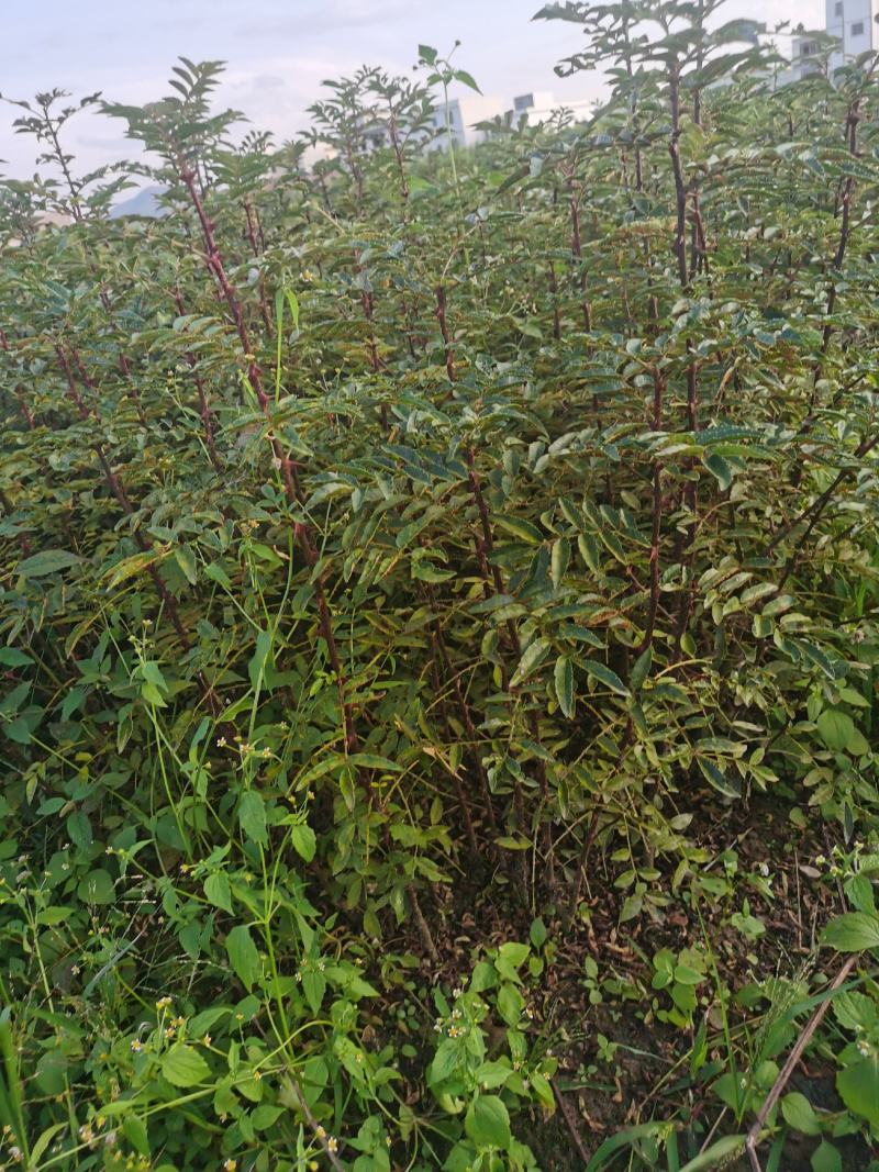 大红袍花椒苗九叶青青椒苗免费提供种质技术