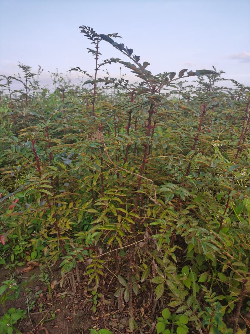 大红袍花椒苗九叶青青椒苗免费提供种质技术