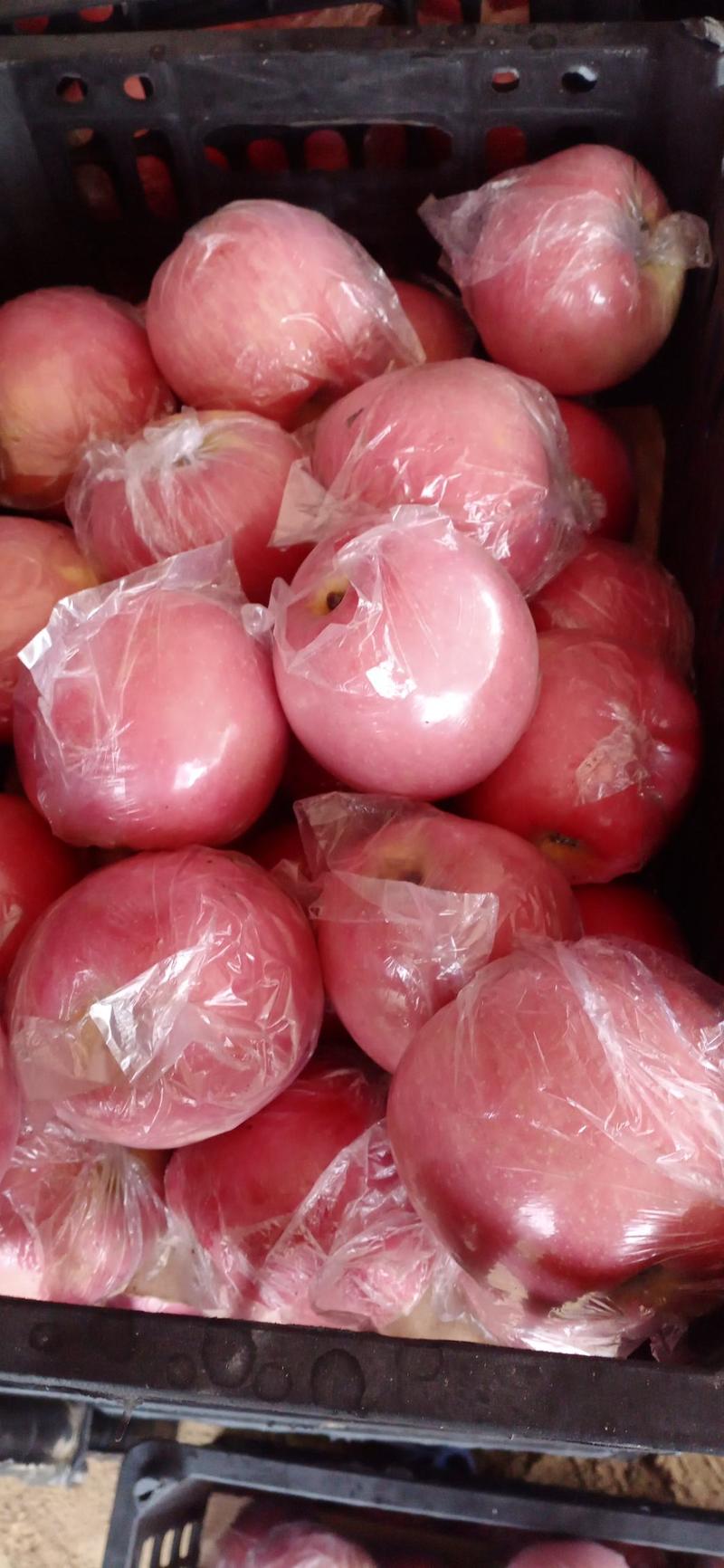 山西省运城市万荣县冰糖心红富士苹果，羊奶苹果全年大量供货