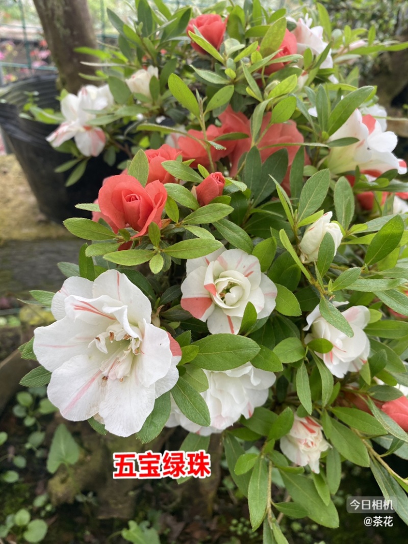 五宝绿珠杜鹃品种多规格
