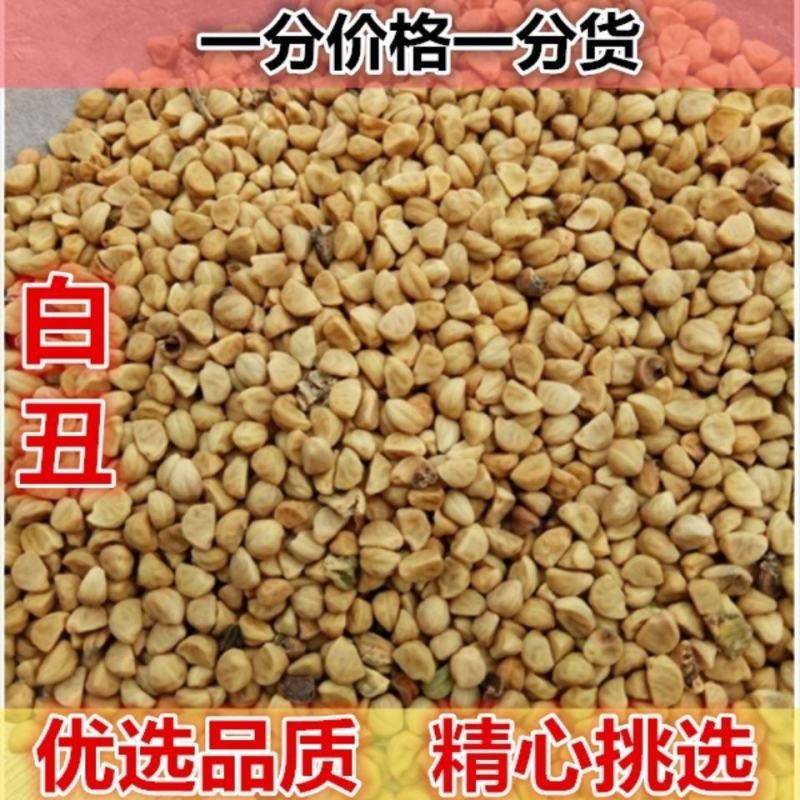 牵牛子黑白丑黑丑白丑货好量大产地山东